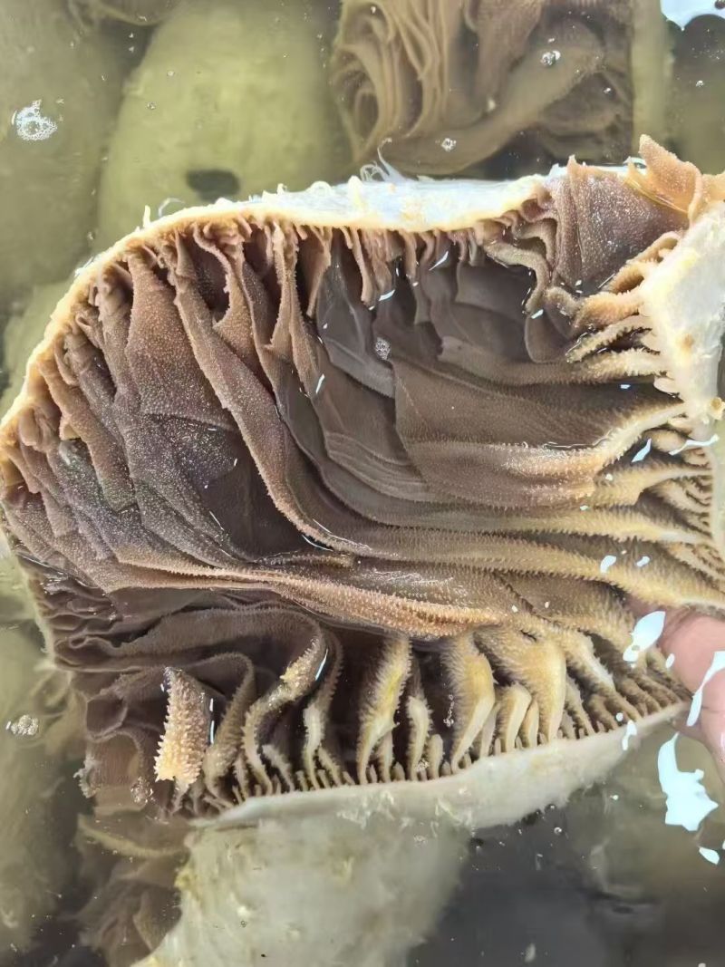 黑毛肚，品质好
