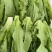油麦菜大量上市