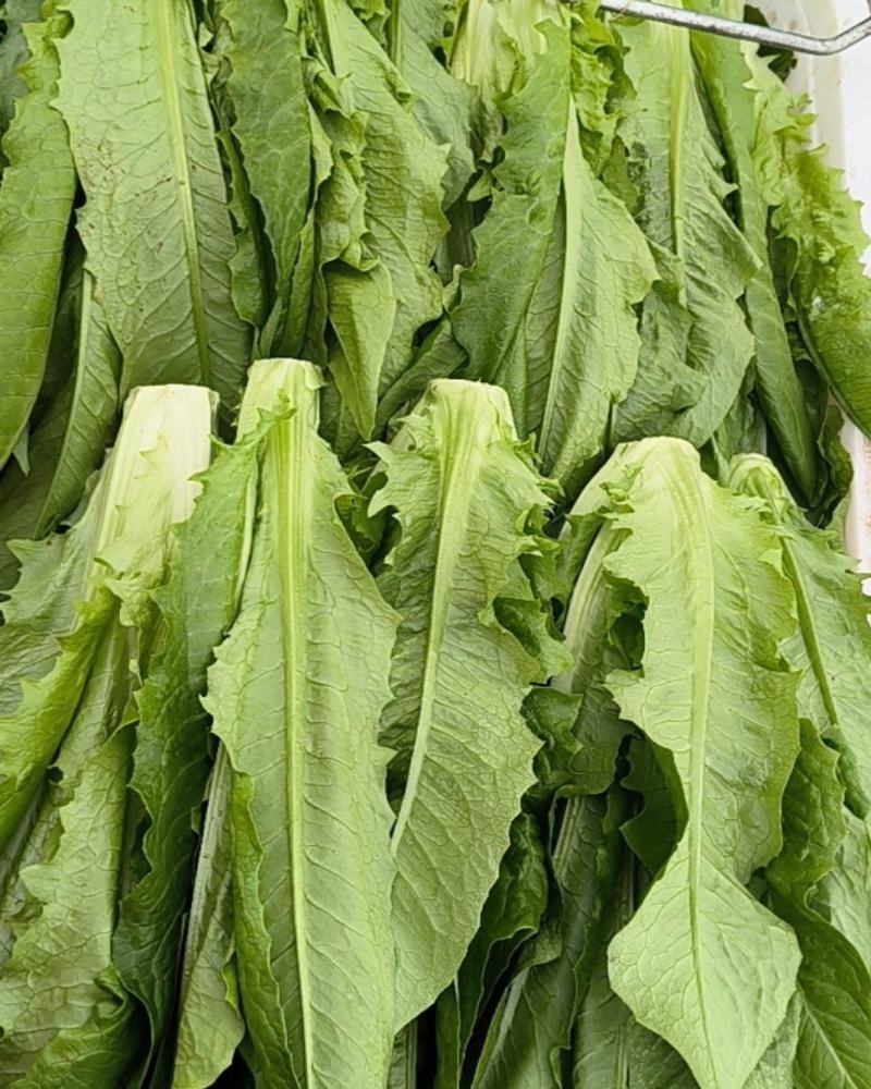 油麦菜大量上市