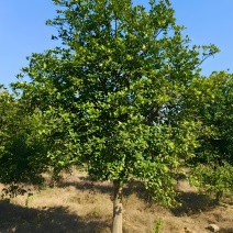 香橼树
