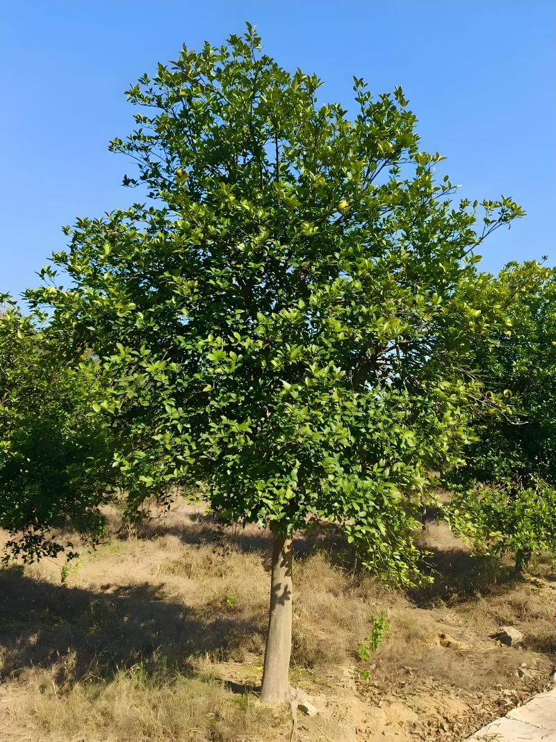 香橼树