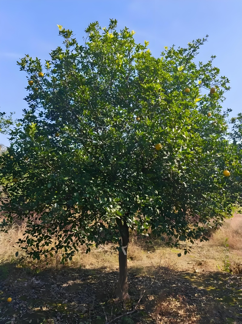 香橼树