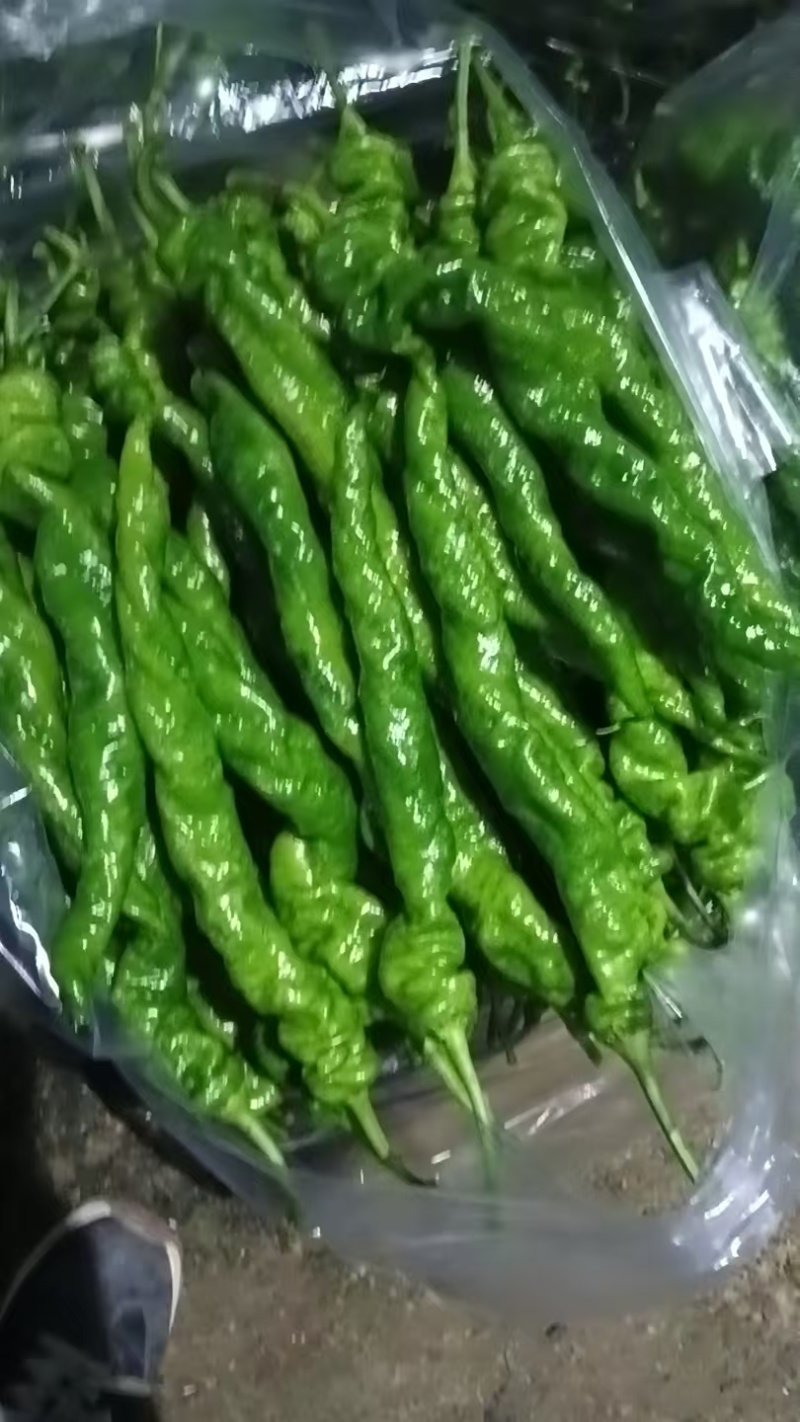 螺丝椒五彩椒尖椒有货