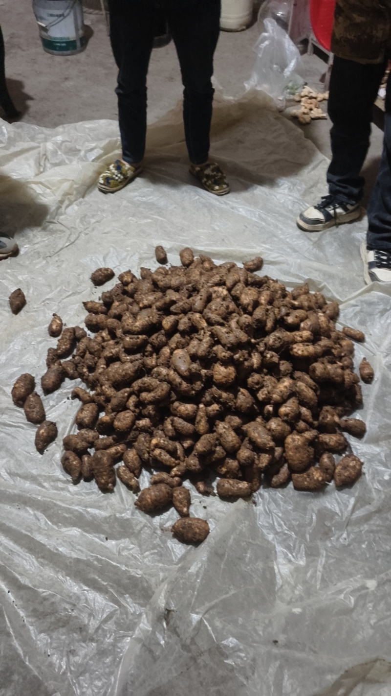 自种乌天麻不分大小