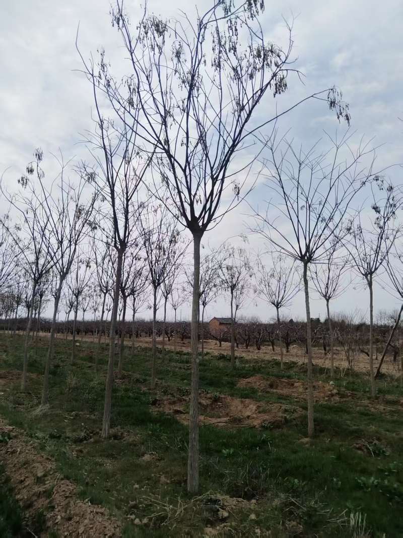 6至8公分定植国槐
