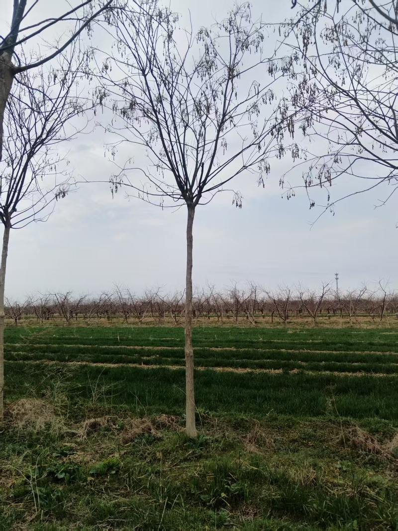 6至8公分定植国槐