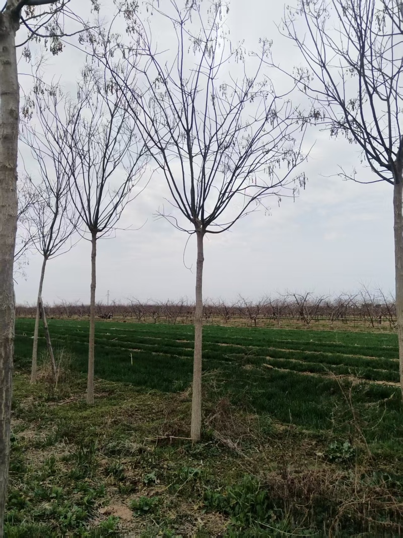 6至8公分定植国槐