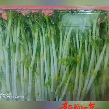 高品质高质量豌豆苗