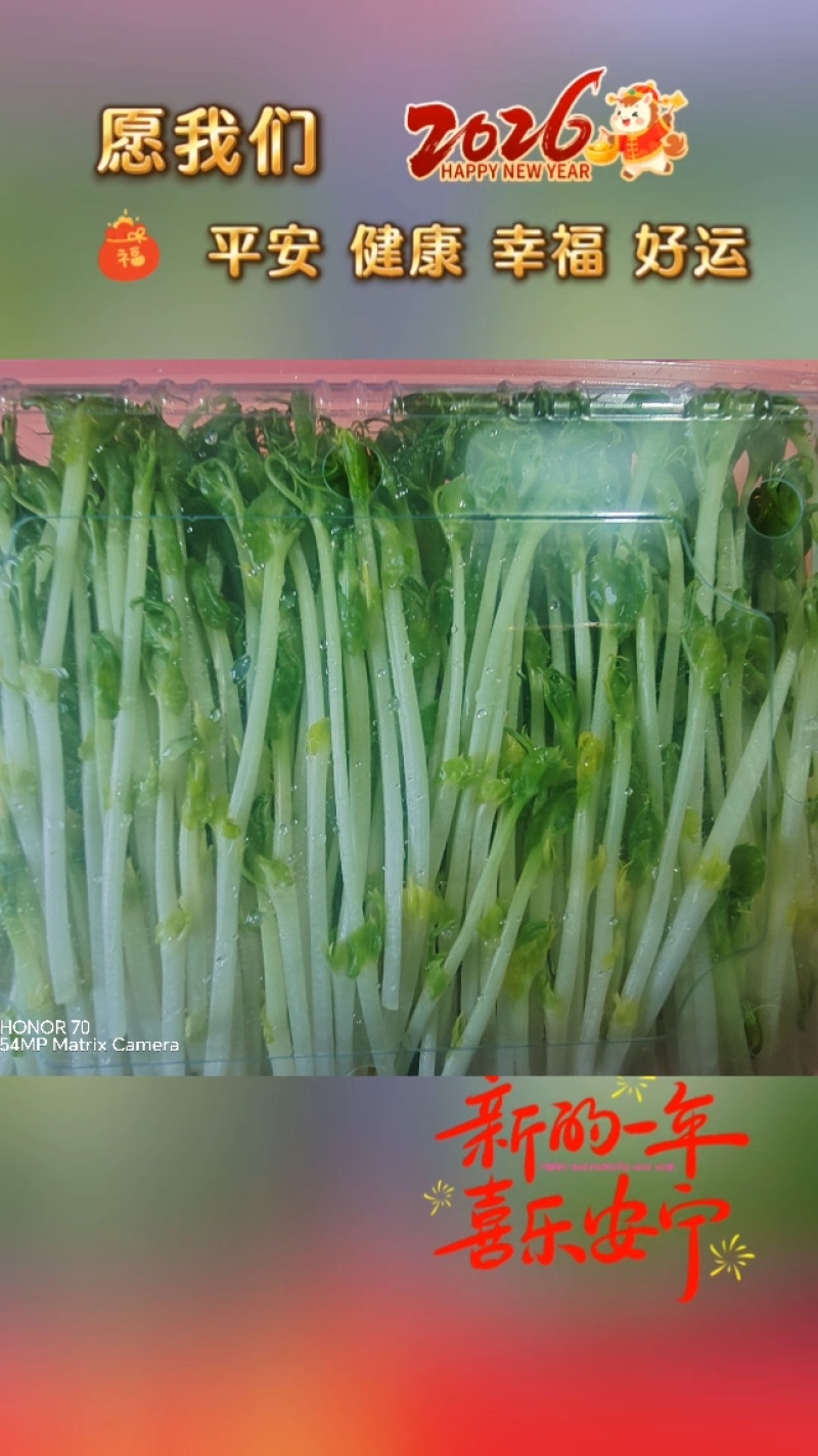 高品质高质量豌豆苗