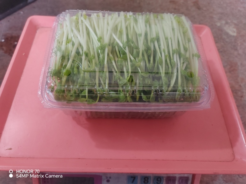 高品质高质量豌豆苗
