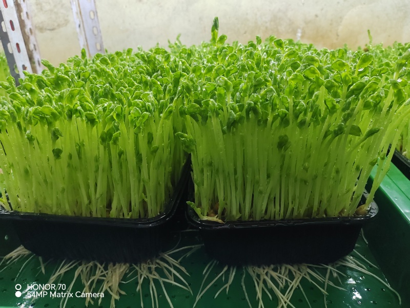 高品质高质量豌豆苗