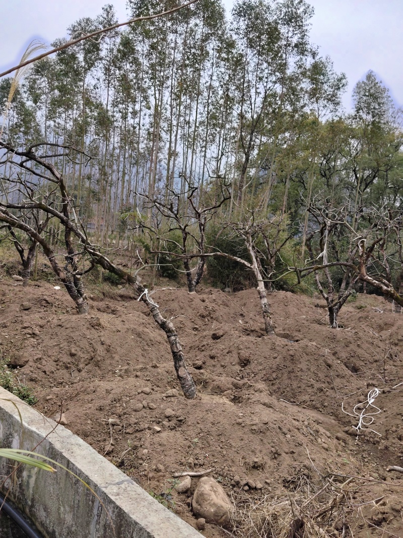 供应地栽苗柿子树和移栽苗柿子树