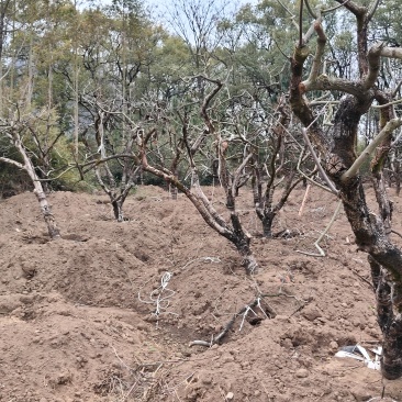 供应地栽苗柿子树和移栽苗柿子树