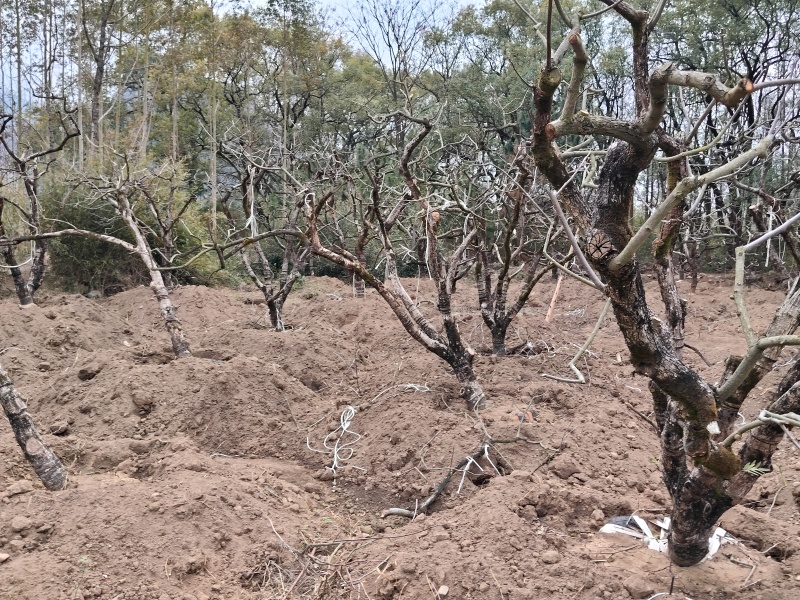 供应地栽苗柿子树和移栽苗柿子树