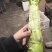 莴笋
