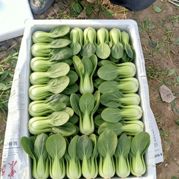 青菜