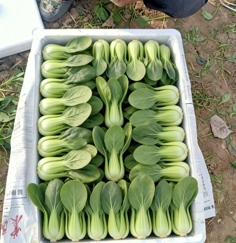 青菜