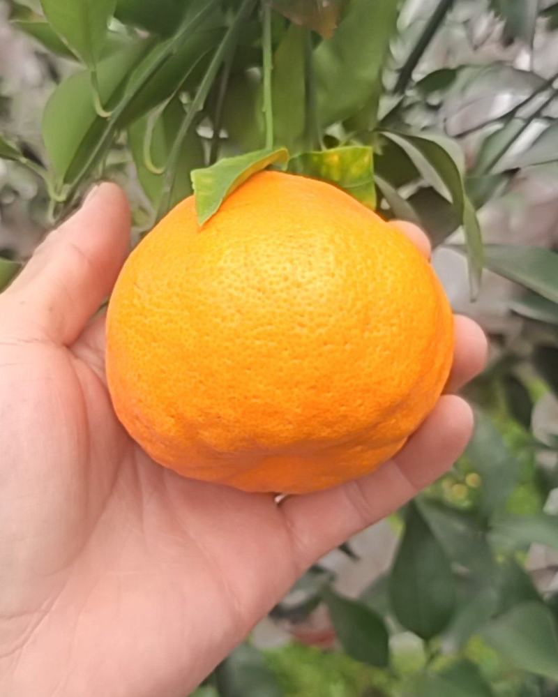 耙耙柑