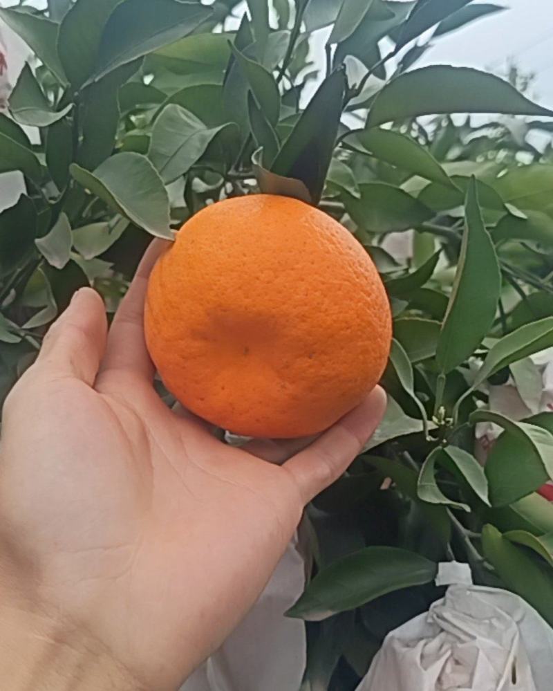 耙耙柑