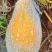 海南南瓜