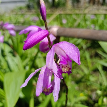 2016年中的白芨
