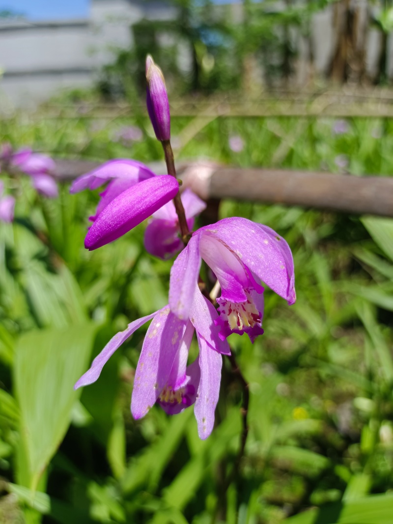 2016年中的白芨
