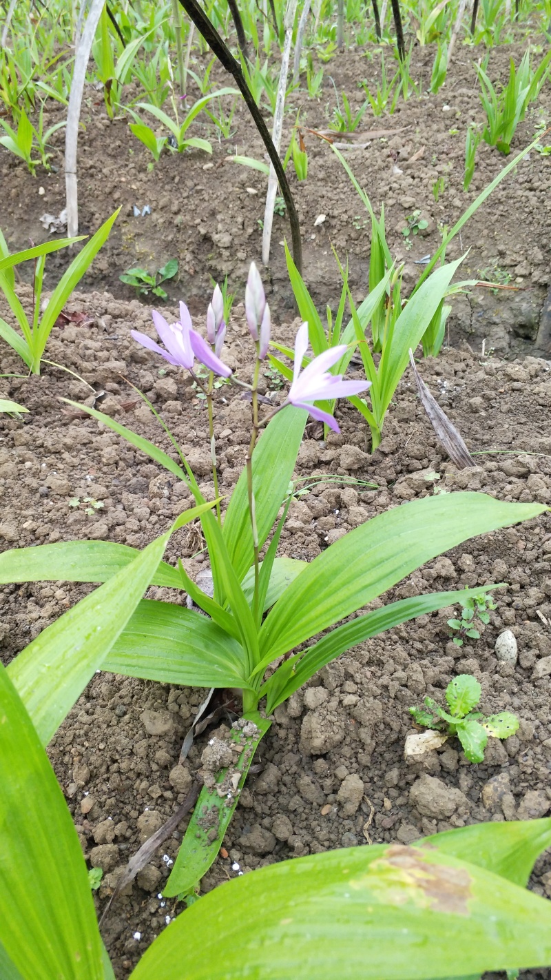 2016年中的白芨