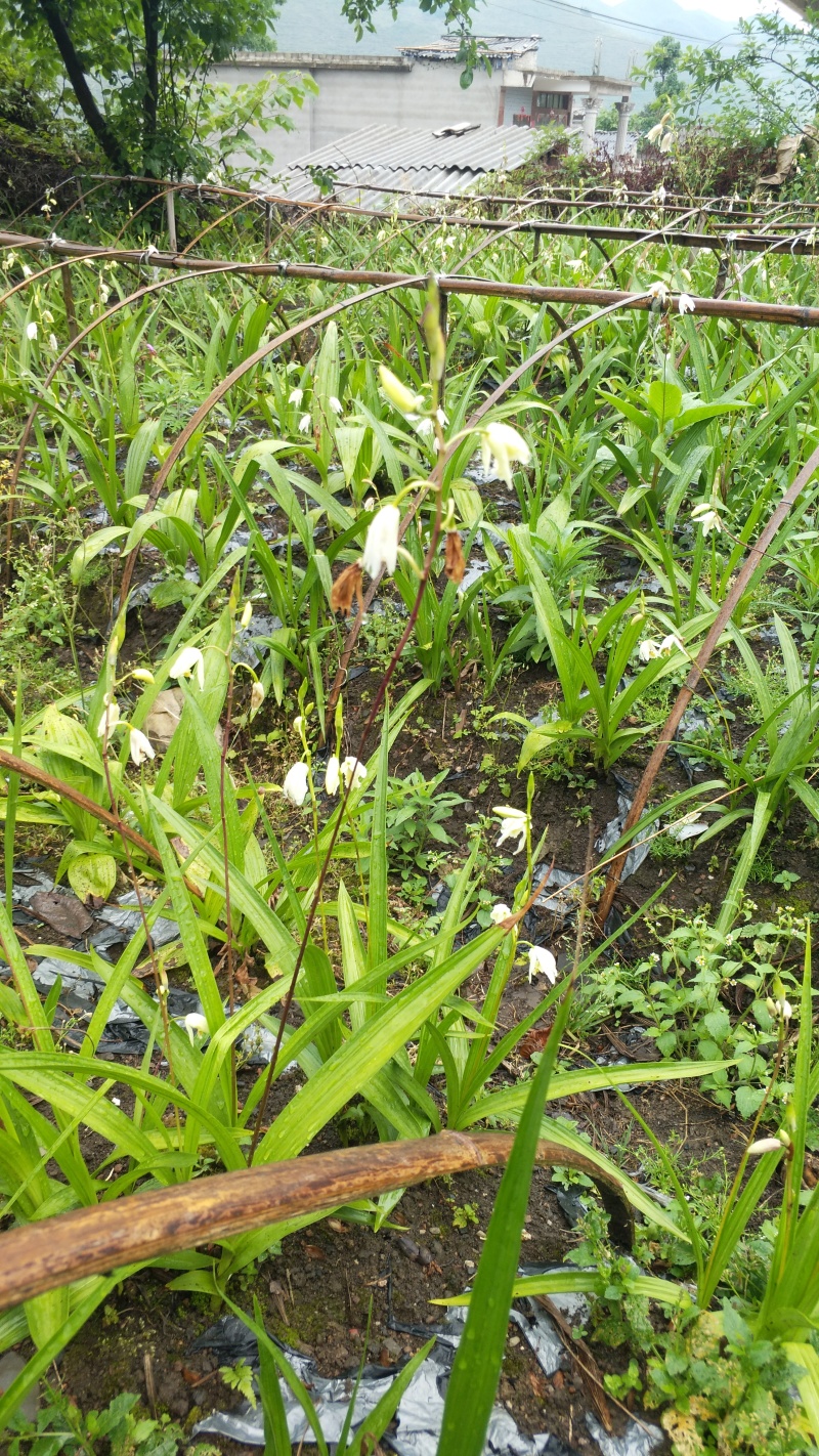 2016年中的白芨