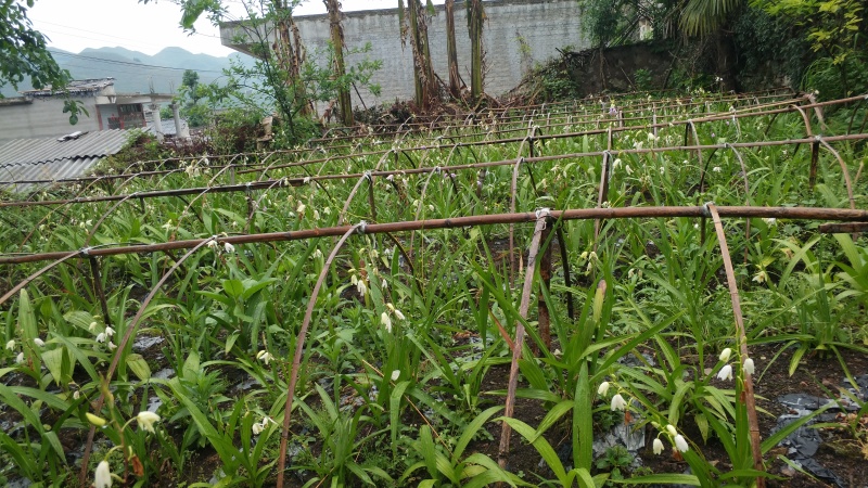 2016年中的白芨