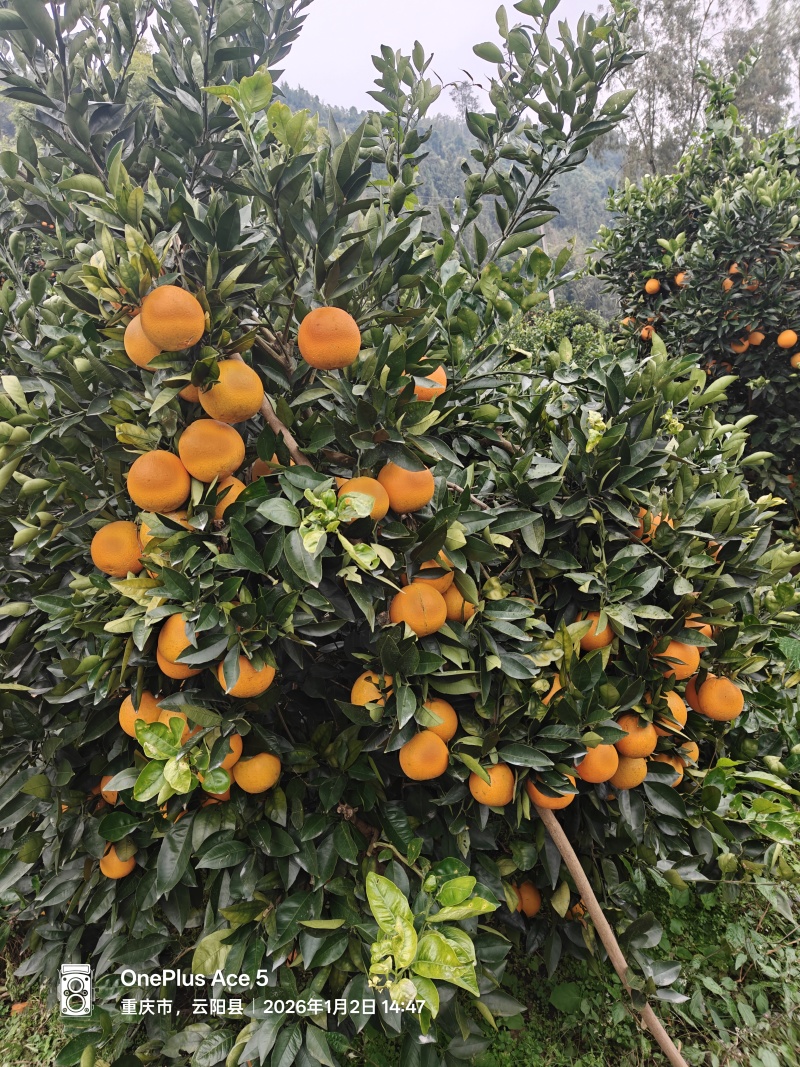 江边春橙，阳光充足水份好
