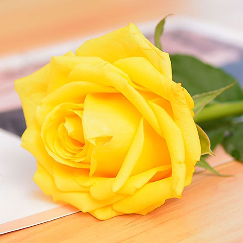 玫瑰花种苗