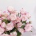玫瑰花种苗