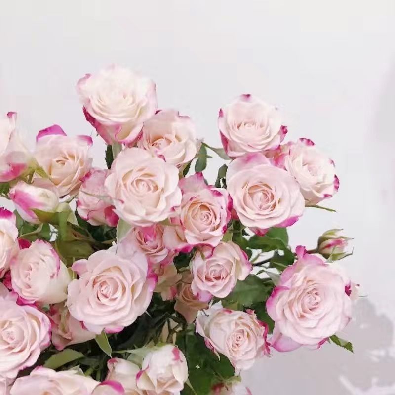 玫瑰花种苗