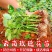玫瑰花种苗