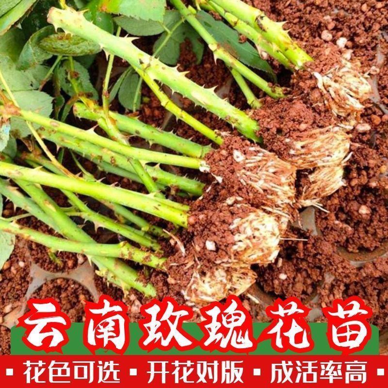 玫瑰花种苗