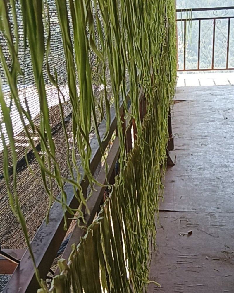 贡菜