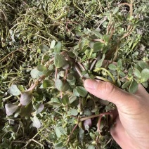 野生新鲜现摘马齿苋，有量，欢迎采购，支持代发