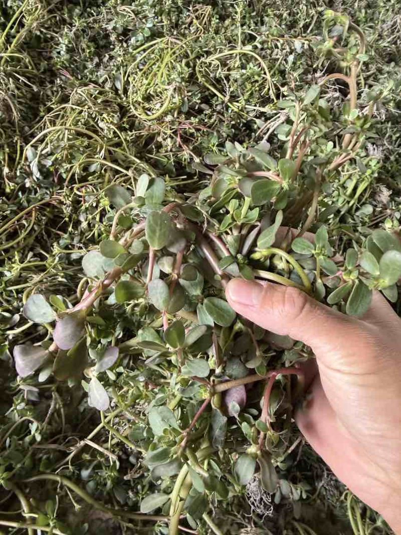 野生新鲜现摘马齿苋，有量，欢迎采购，支持代发