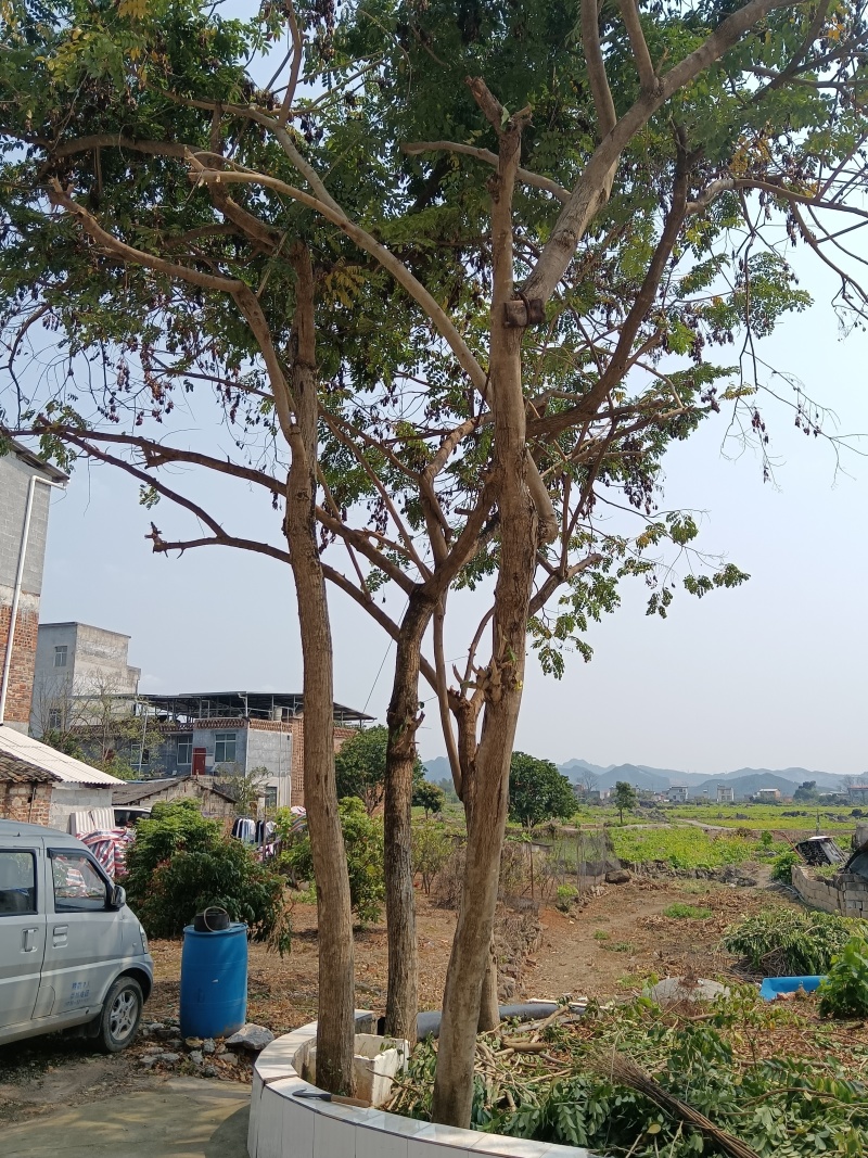 黄花梨大树