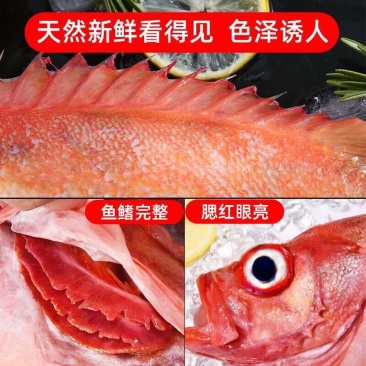 深海红石斑鱼新鲜冷冻（每条700g）10条起发