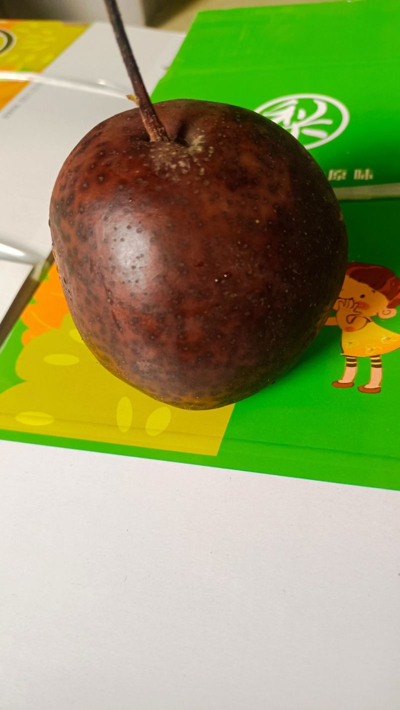 软儿梨