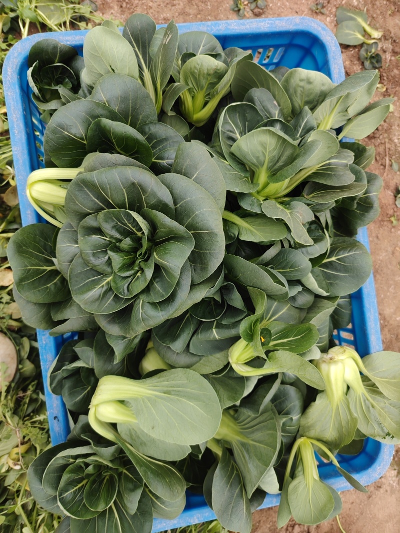 黑菜