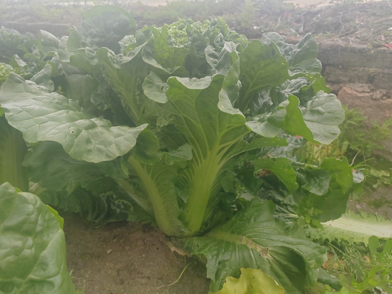 黄心大白菜