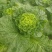 黄心大白菜