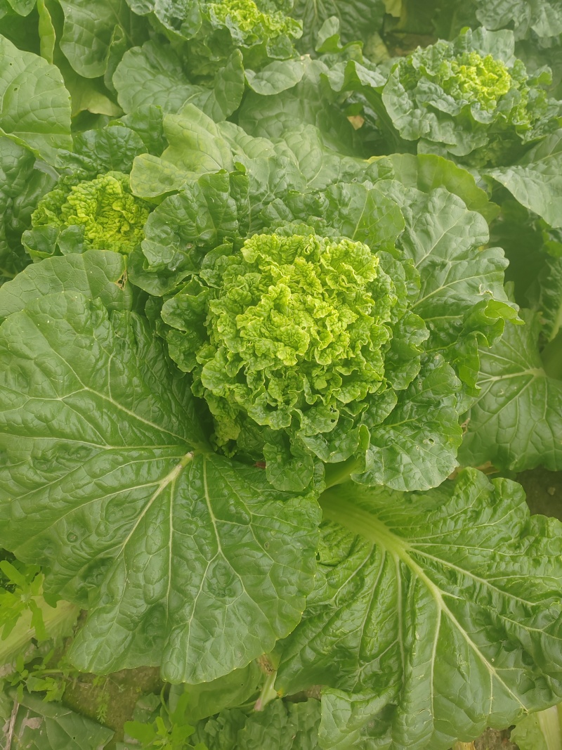黄心大白菜
