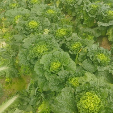 黄心大白菜