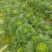 黄心大白菜