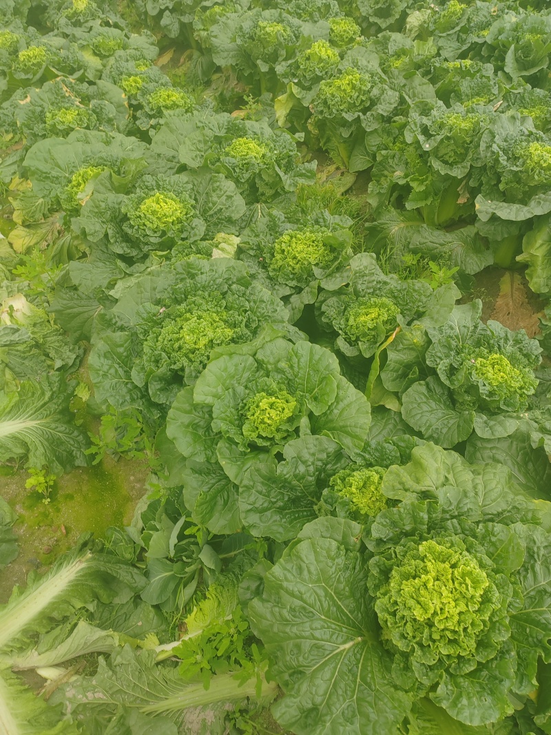 黄心大白菜