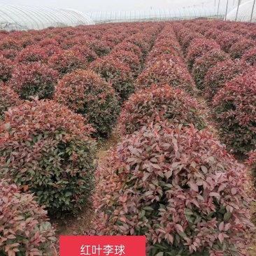 密枝红叶李绿篱苗