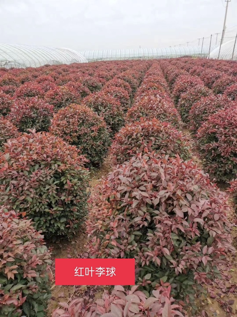 密枝红叶李绿篱苗